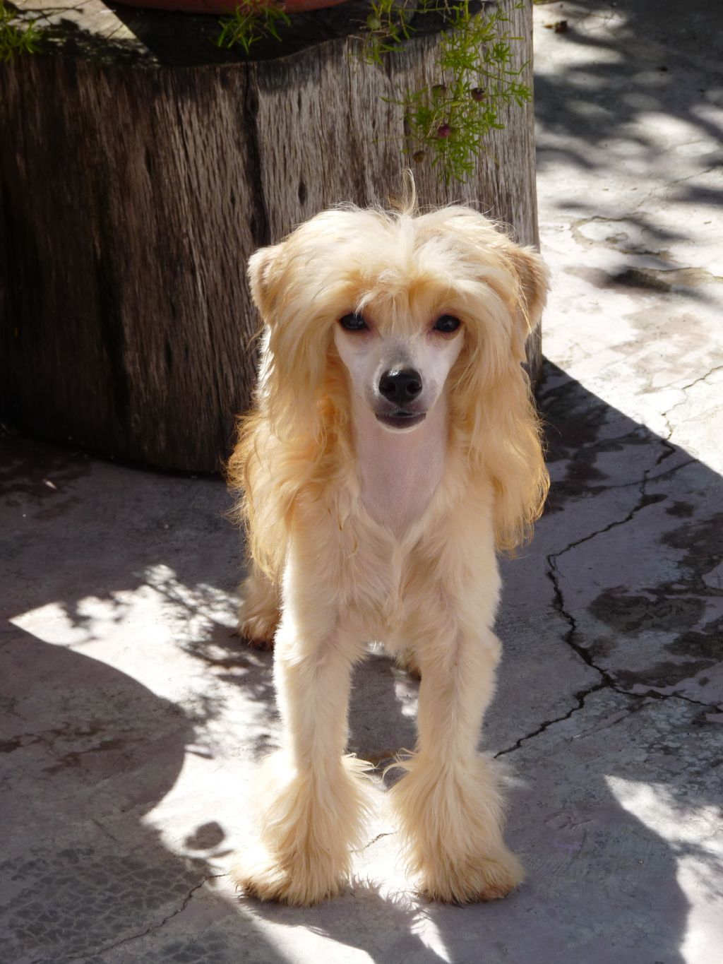 Lisbury's Ocean Soul