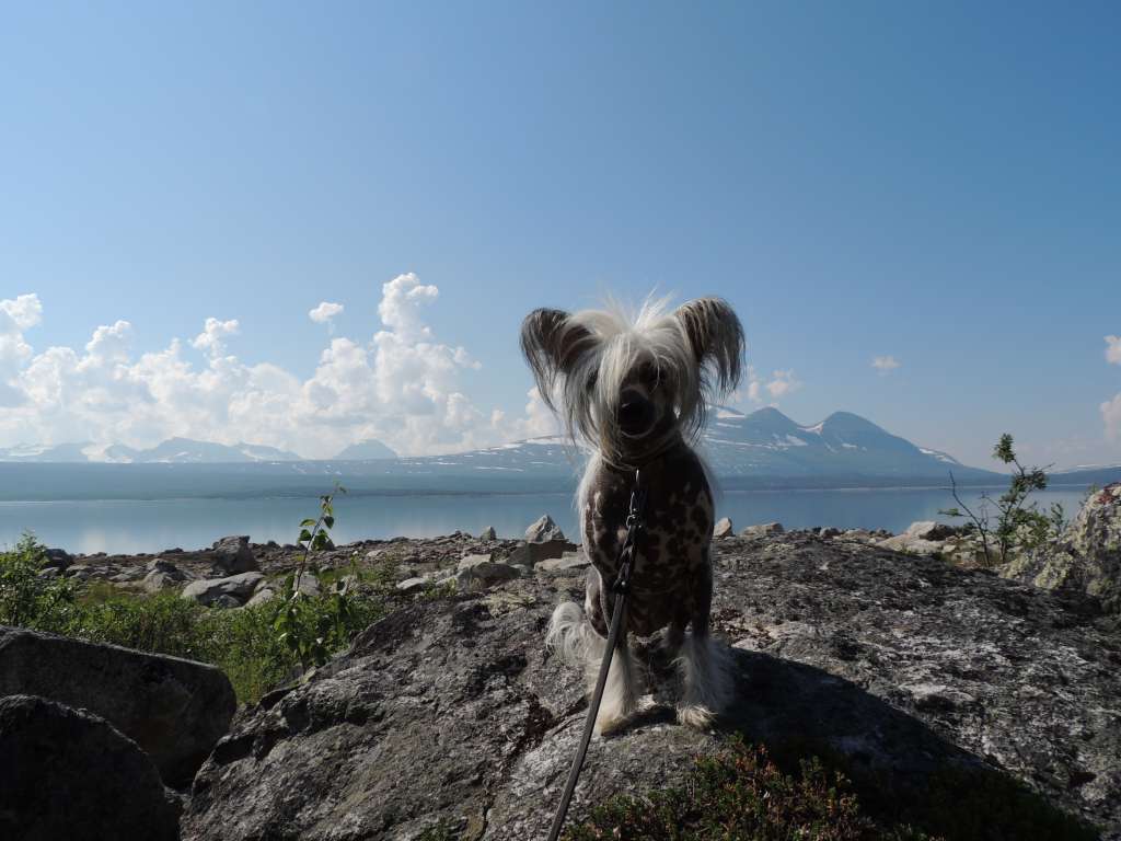 Golden Dream Stars Exotic Girl