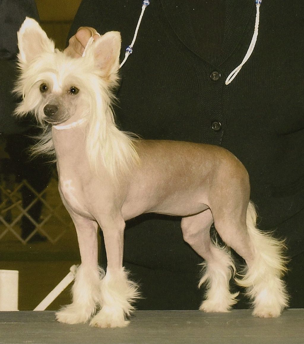 Six Gems Let's Go Girls