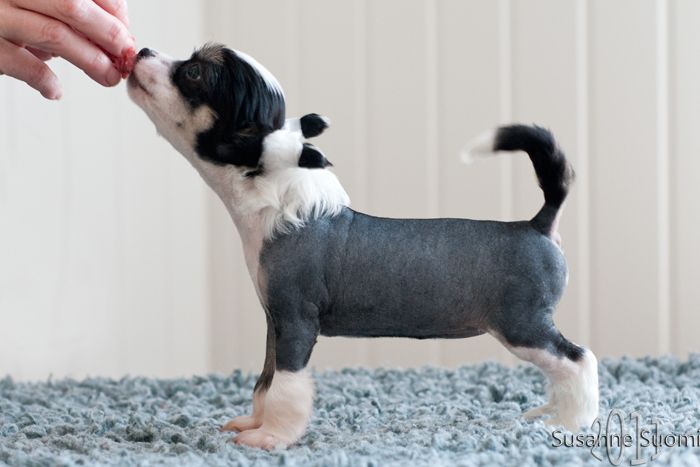 Chineseblue's Nightlight