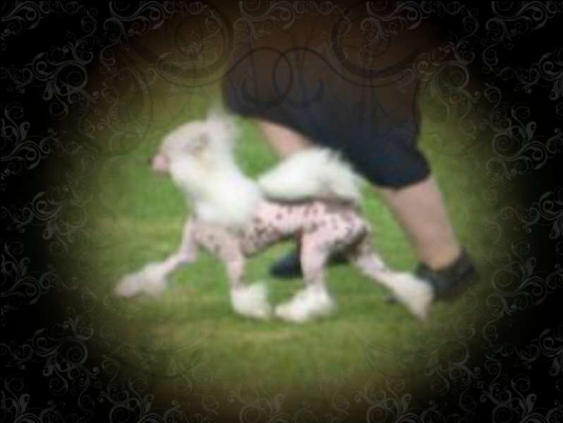 Chineseblue's Number One AOM SOM