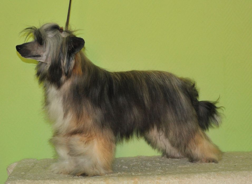 Mano Ponis Arrogant Porthos