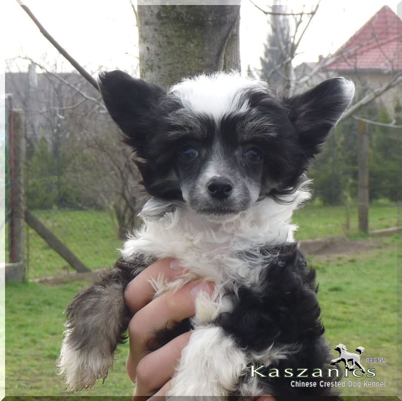 Fundoklia-völgyi Kaszanics Jelly-Belly