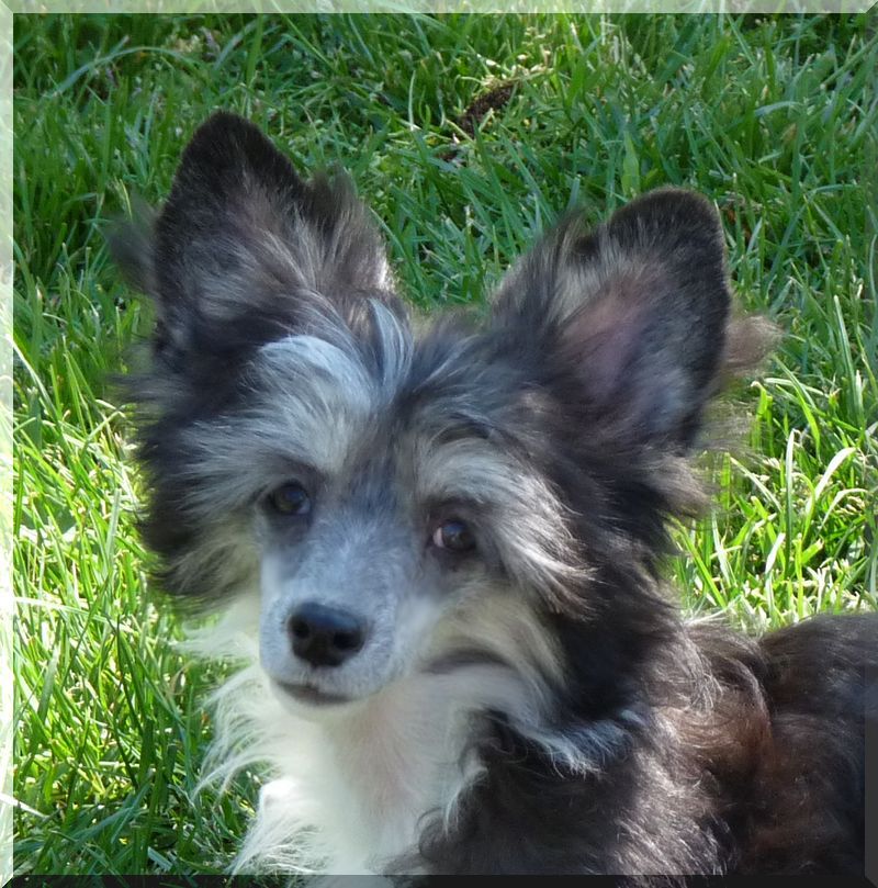 Fundoklia-völgyi Kaszanics Jingle Bells