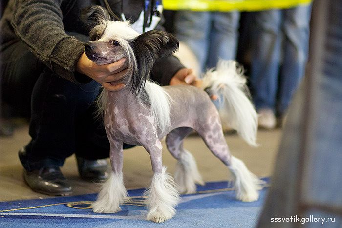 Dogland Happy Hilton May