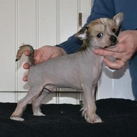 Tournais Real Life From Sweden