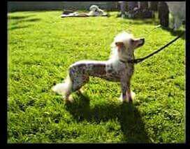 Tournais Sunny Side Up