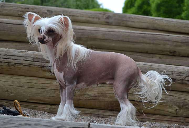 Tournais Two Left Feets