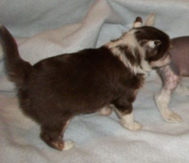 Mosaic-Spiritual Java Light