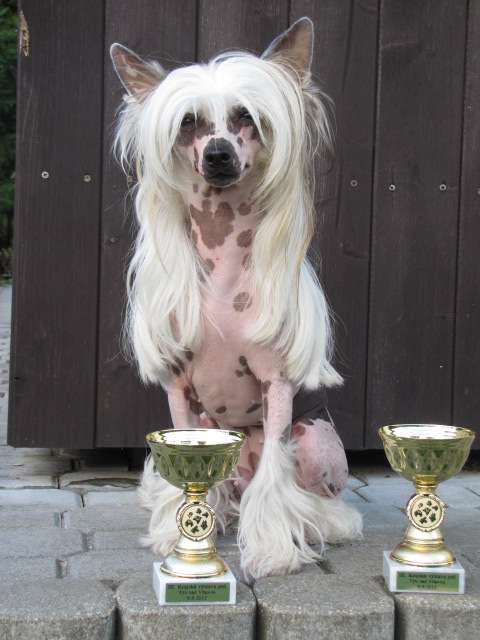 An bu Aglaya Tibetska noc