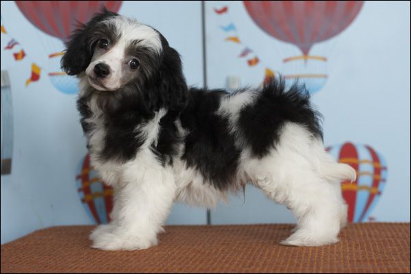 Apriori Vip In Favour