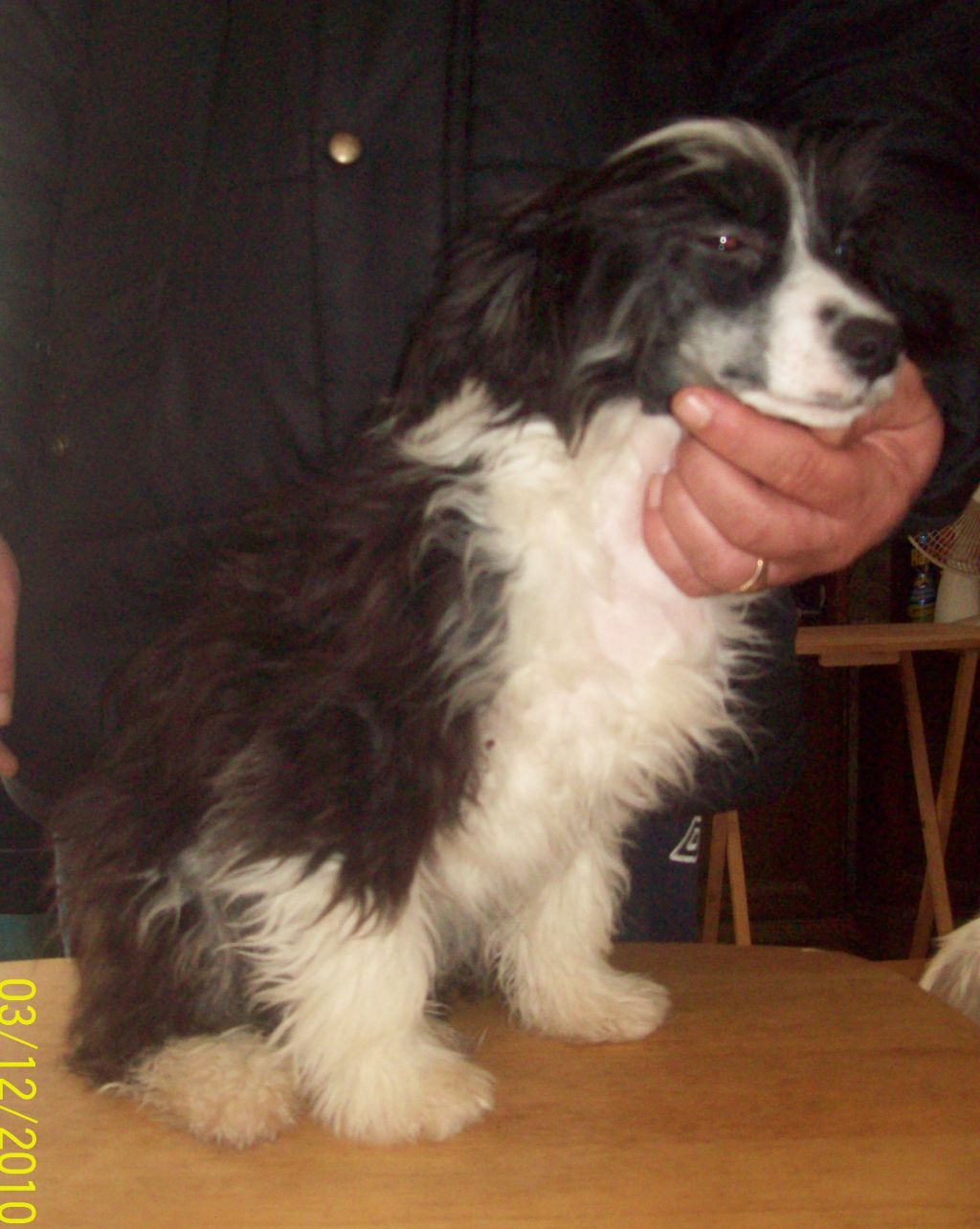 Cazianik Lady Jessica