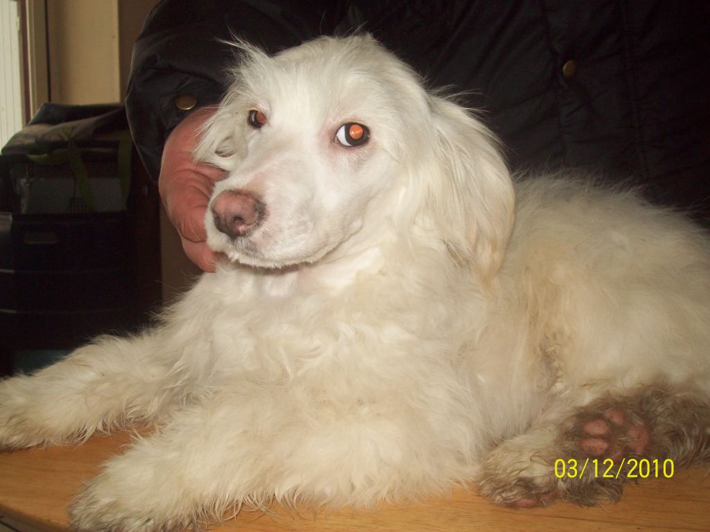 Cazianik Creme Brulee