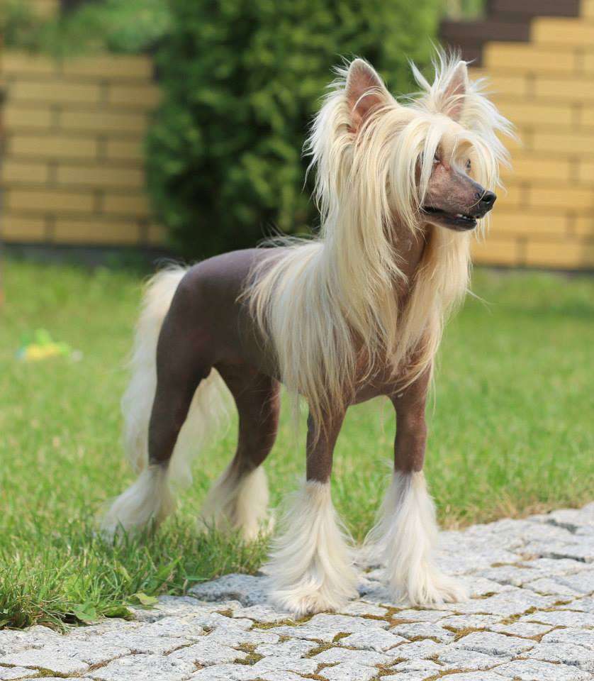 Very Important Persone de Fageiro