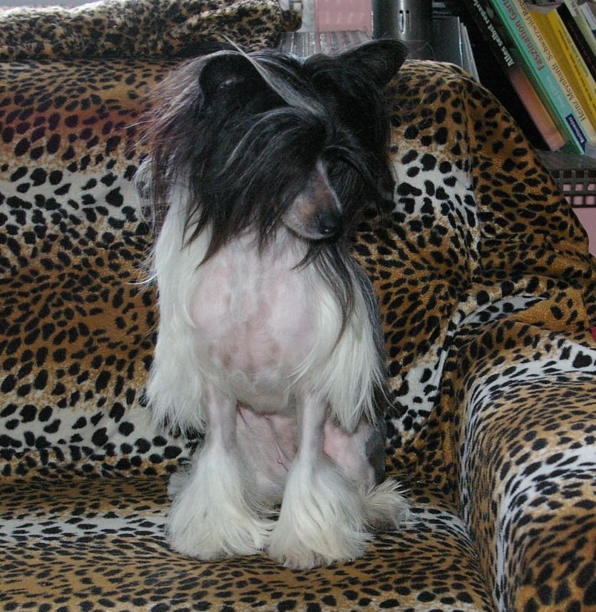 Disney Princess von Shinbashi