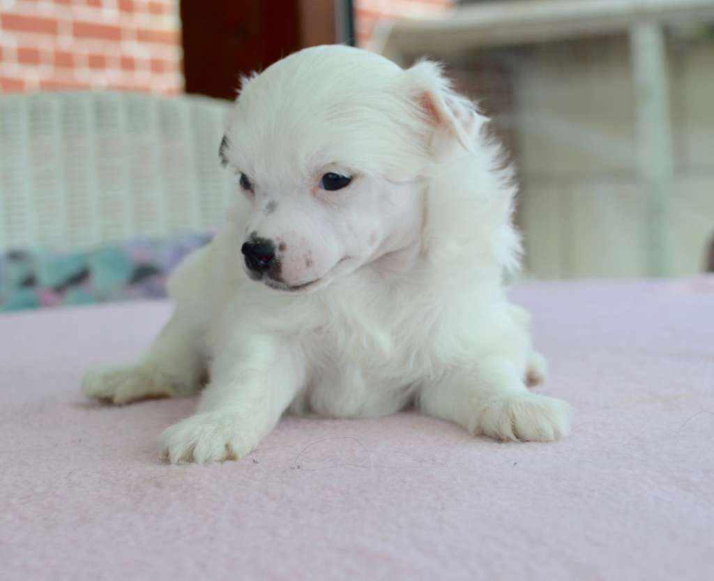 A White Dream von Shinbashi