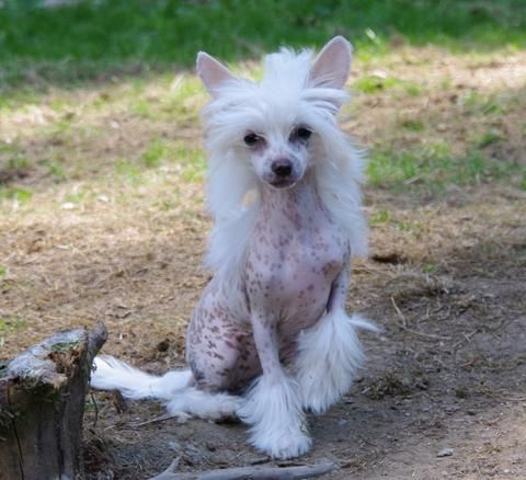 Fresh Blossom von Shinbashi