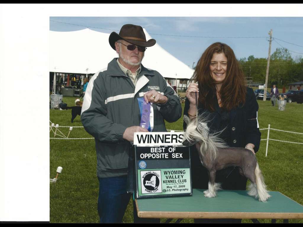 Shirkara Firestar of Colliwood