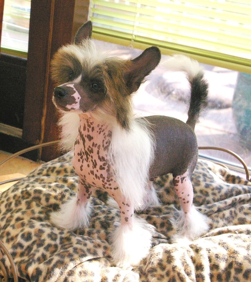 Gucci Envy Me von Shinbashi