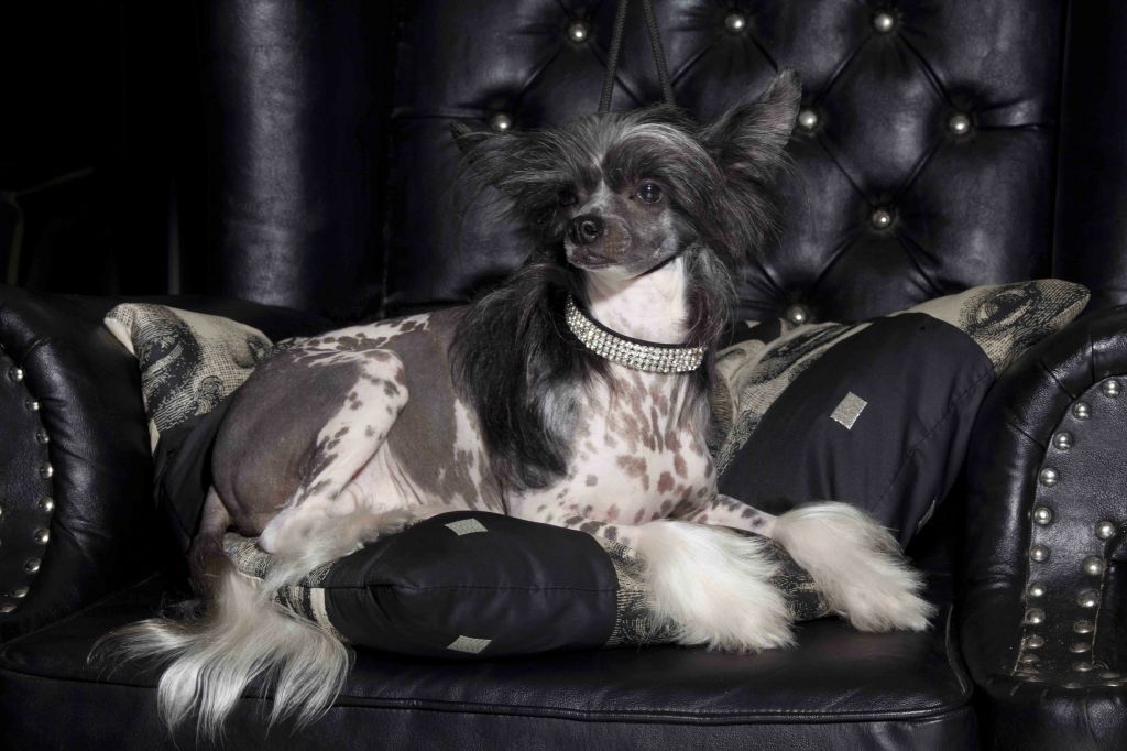 Gucci Guilty von Shinbashi