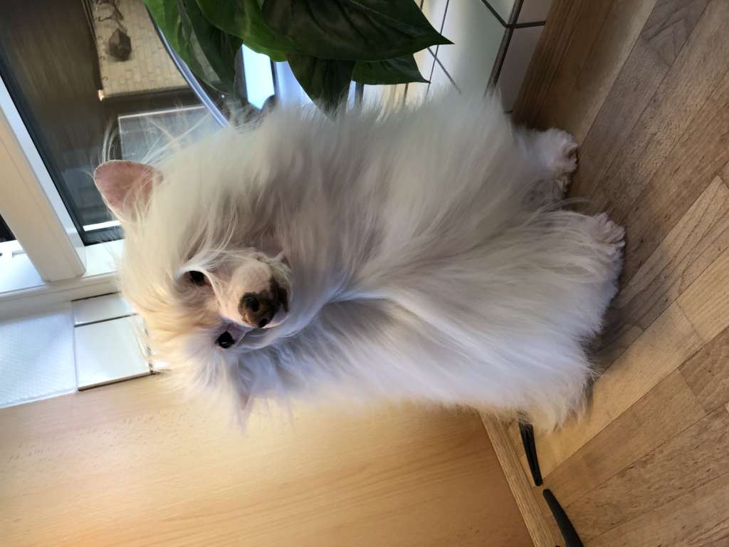 Lilac Lilia von Shinbashi