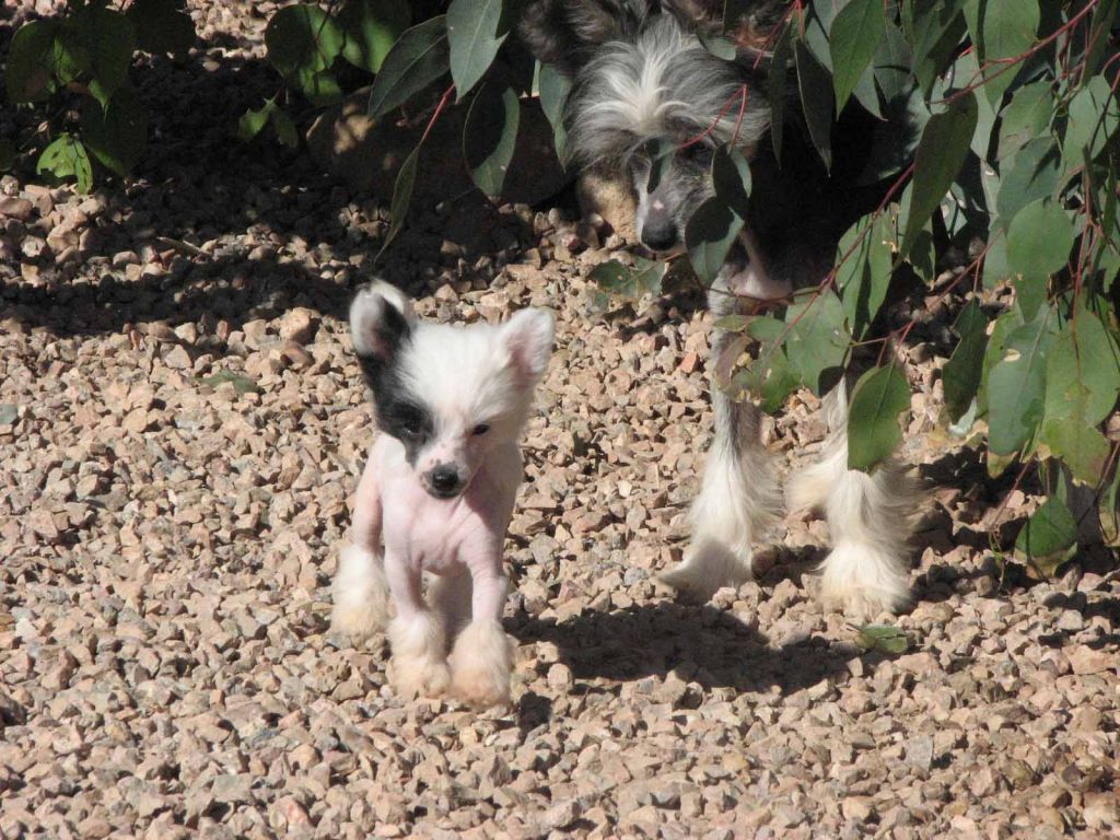 Crest-Vue's Finders Keepers