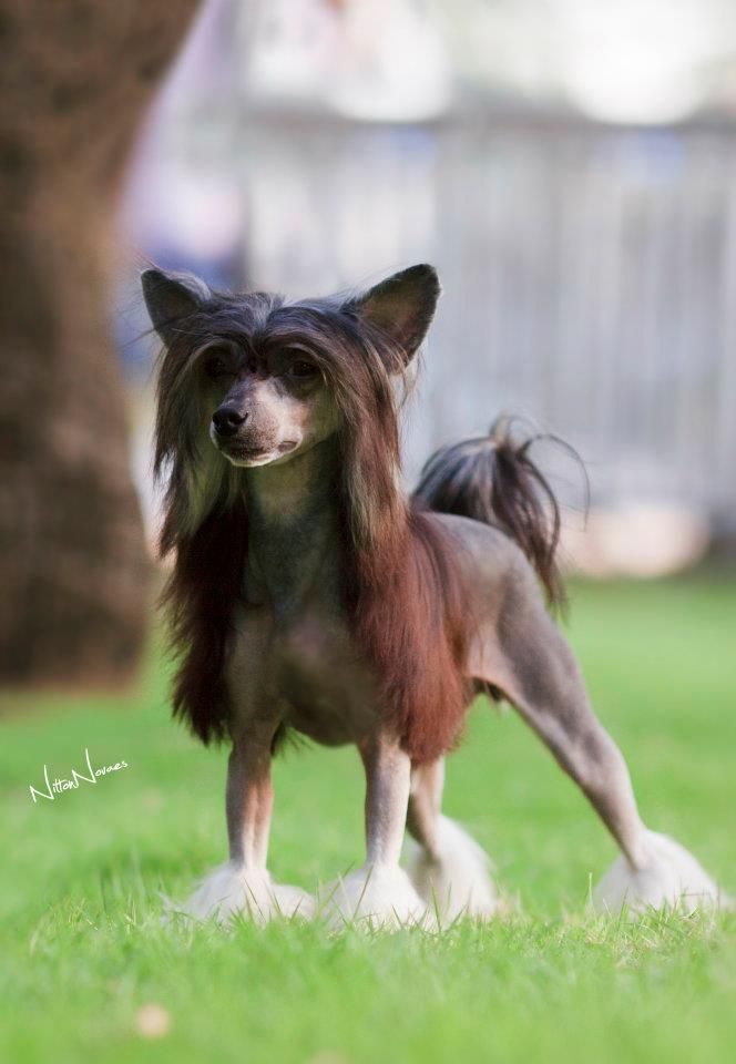 Lapinus New Year's Eve