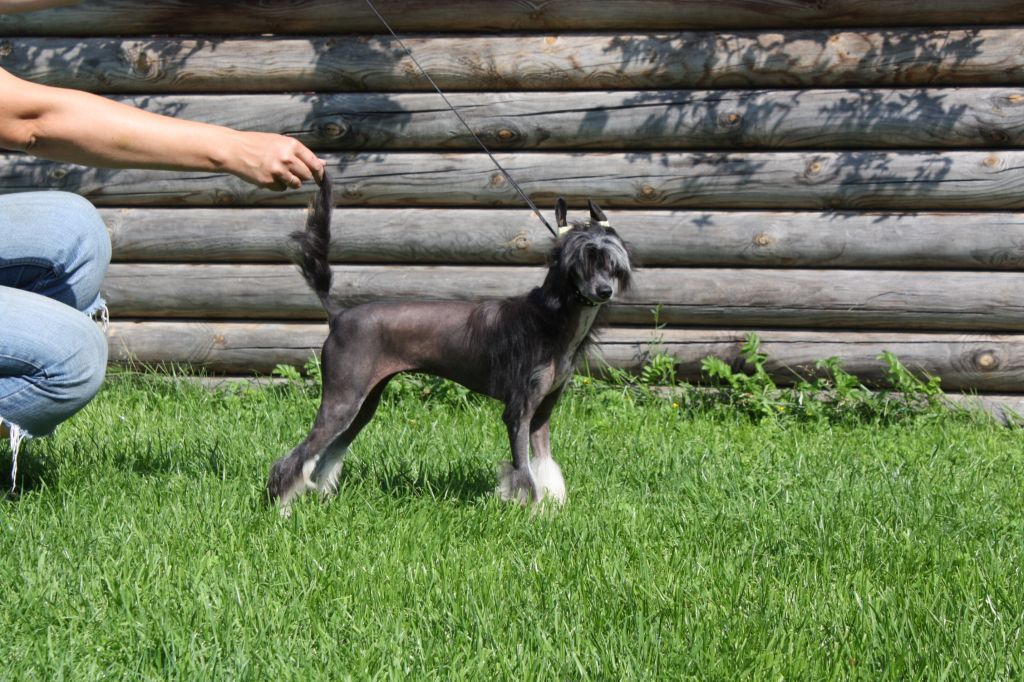 Fantazy Night Princess Of Diva