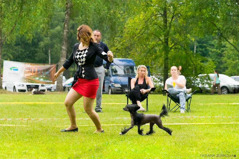 Apriori Vip Queen In Black