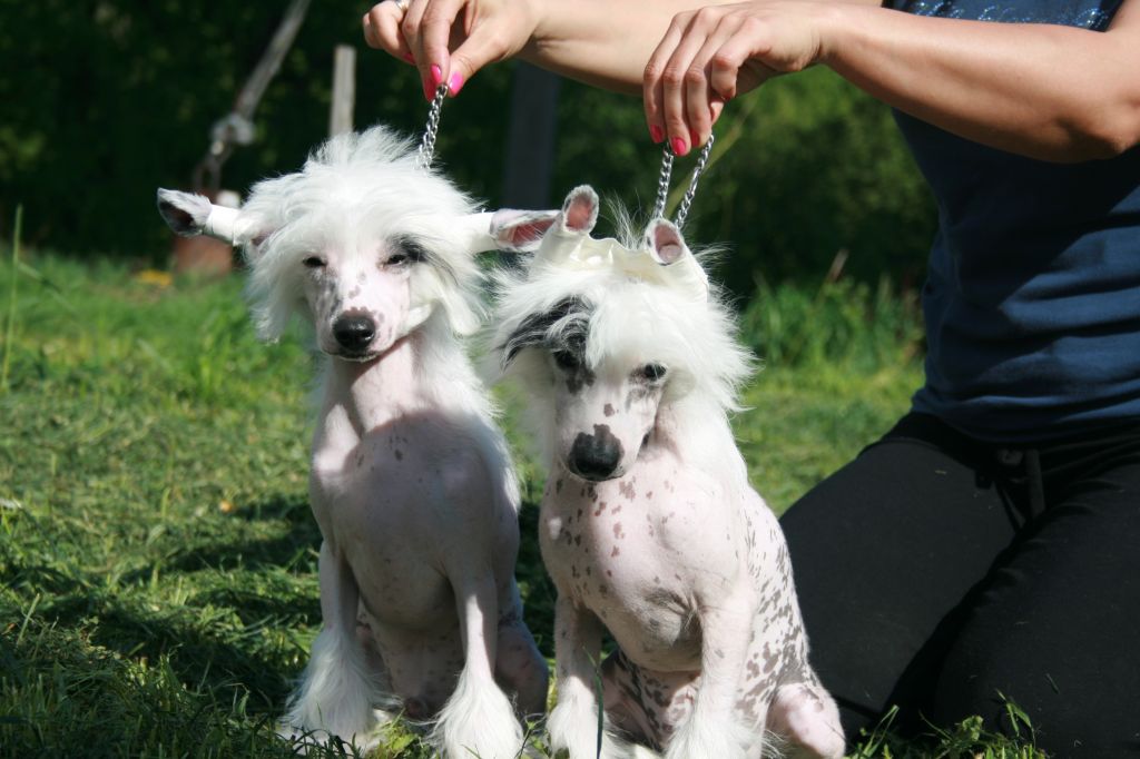 Bella Konstanta Favourite Winner