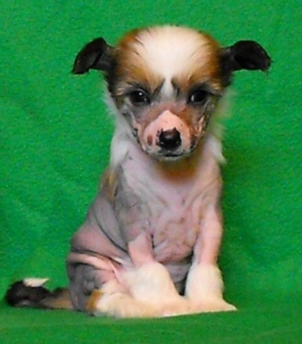 Porthos z Kamilova dvora