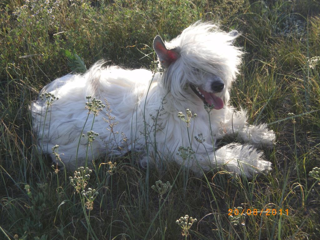 An Syao Ma Tyemnaya Loshadka