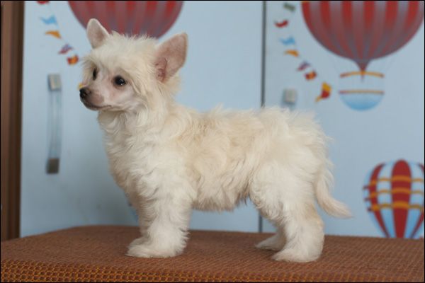 Apriori Vip Queen In White