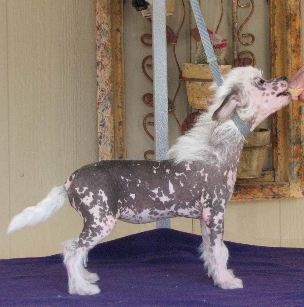 Crest-Vue's Uptown Girl