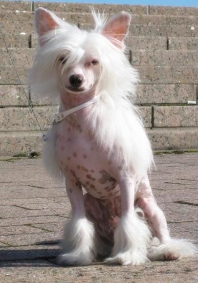 Solino's Winner Takes All