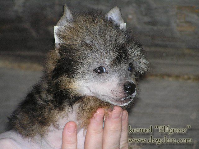 Elfgrace Yaromira Erta