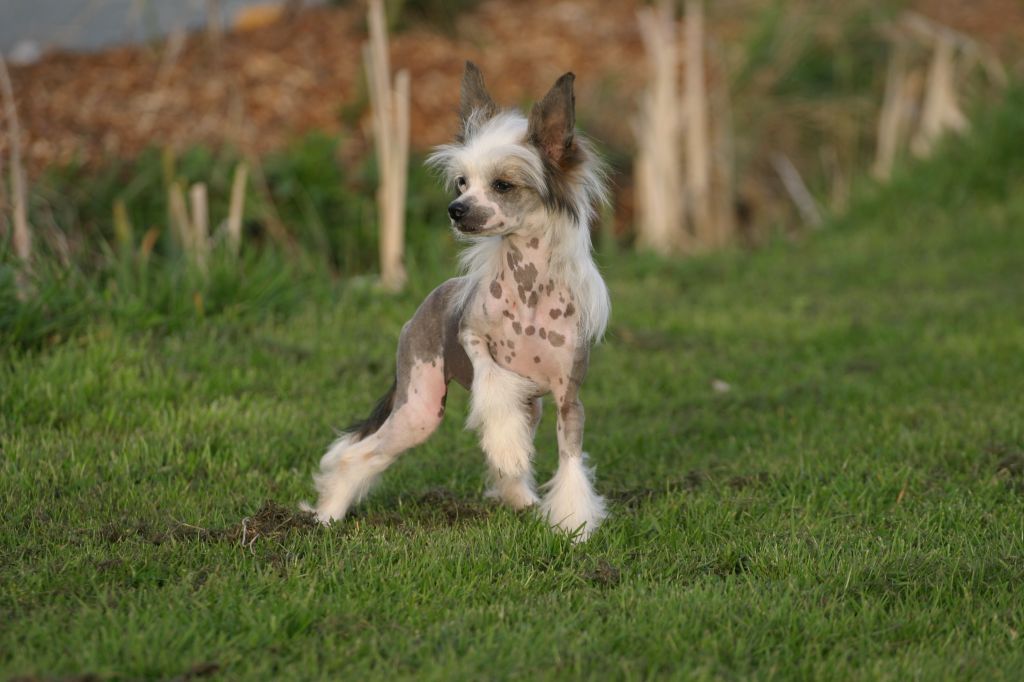 Angel of Rainbow's Happy Dancing