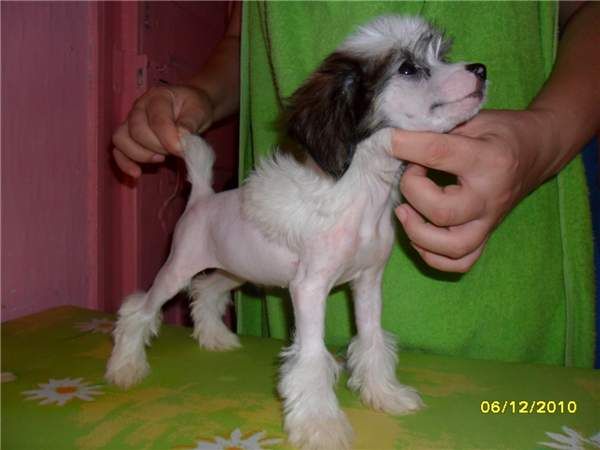 Nezabudka Felicidade Minodora