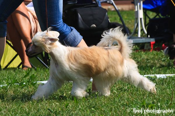 Tapi-Tapi Winnie the Pooh