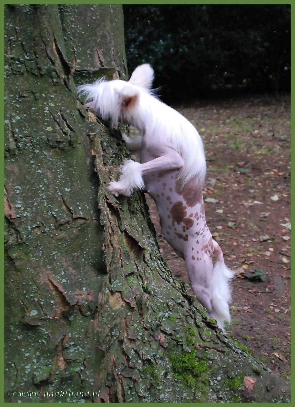 Dancing The Lambada of Roxy's Pride