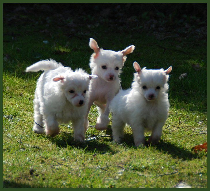 Dancing The Tango of Roxy's Pride