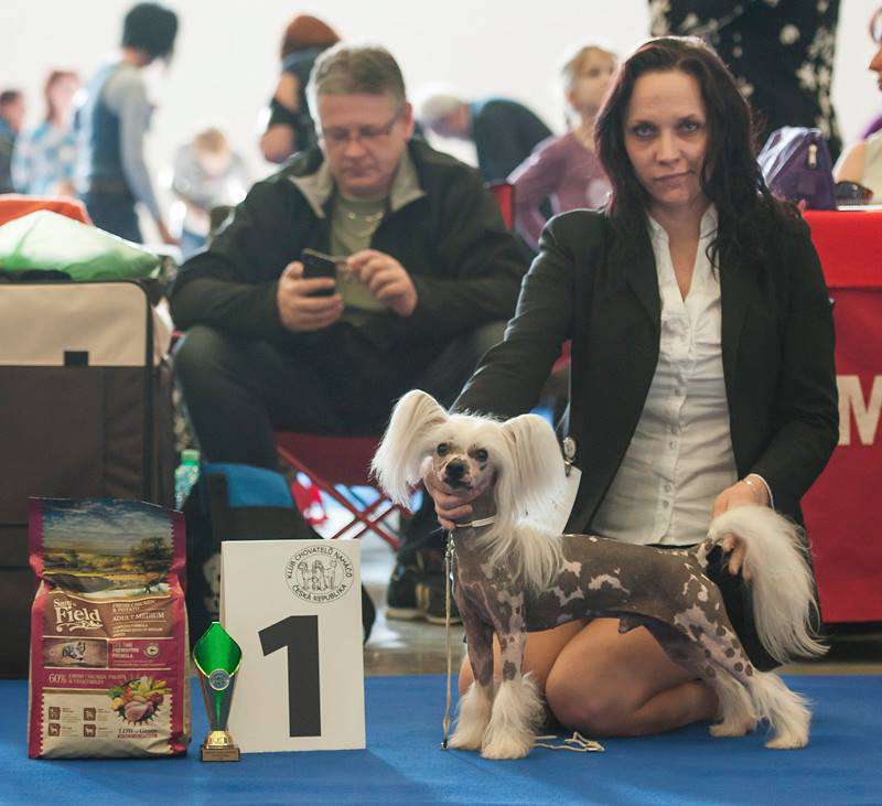 Icelandic Gawyn Pazzda