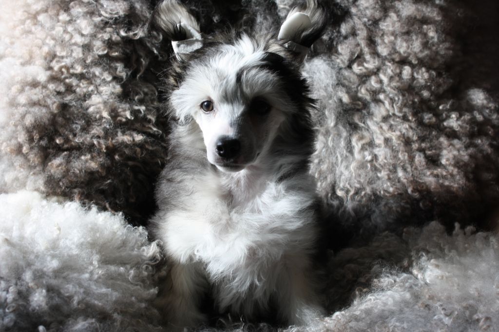 Amcockgarden's Georgeous Georgio