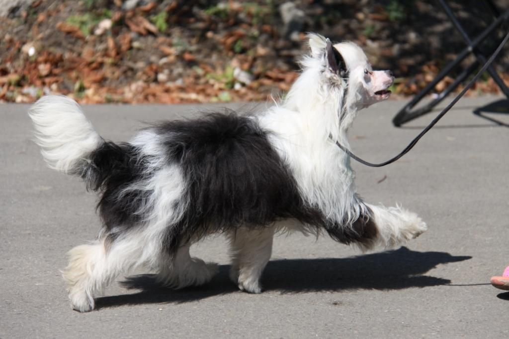 Zheneva Debjut Cha-Cha-Cha