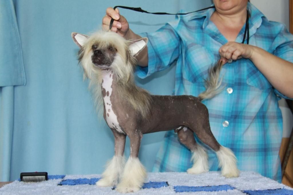 Zheneva Debjut Martin