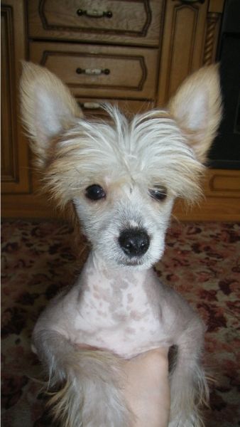 Zheneva-Debjut Rafael'