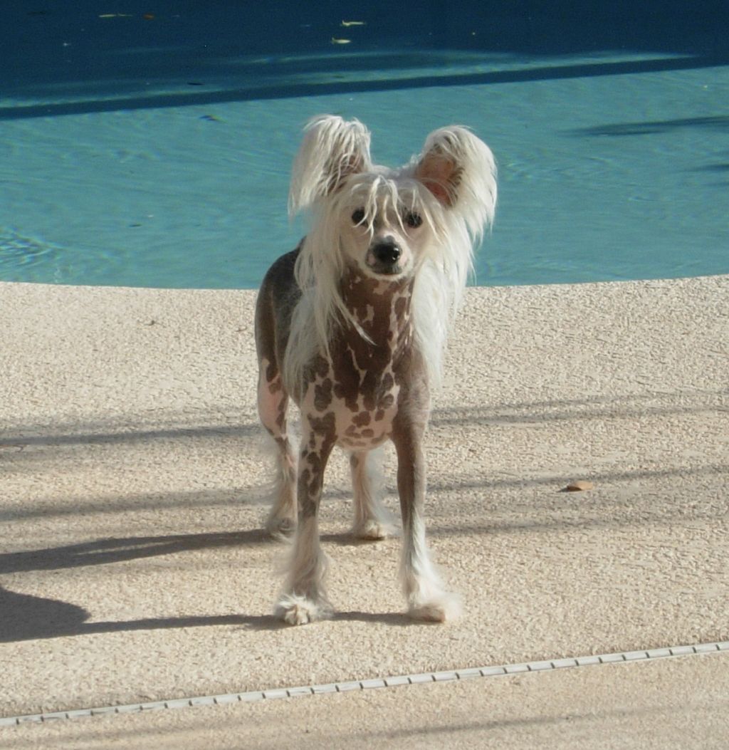 Chinese Line Aja's Et Cetera