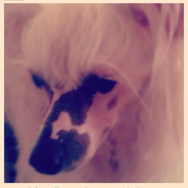 Chinese Line Editio Princeps