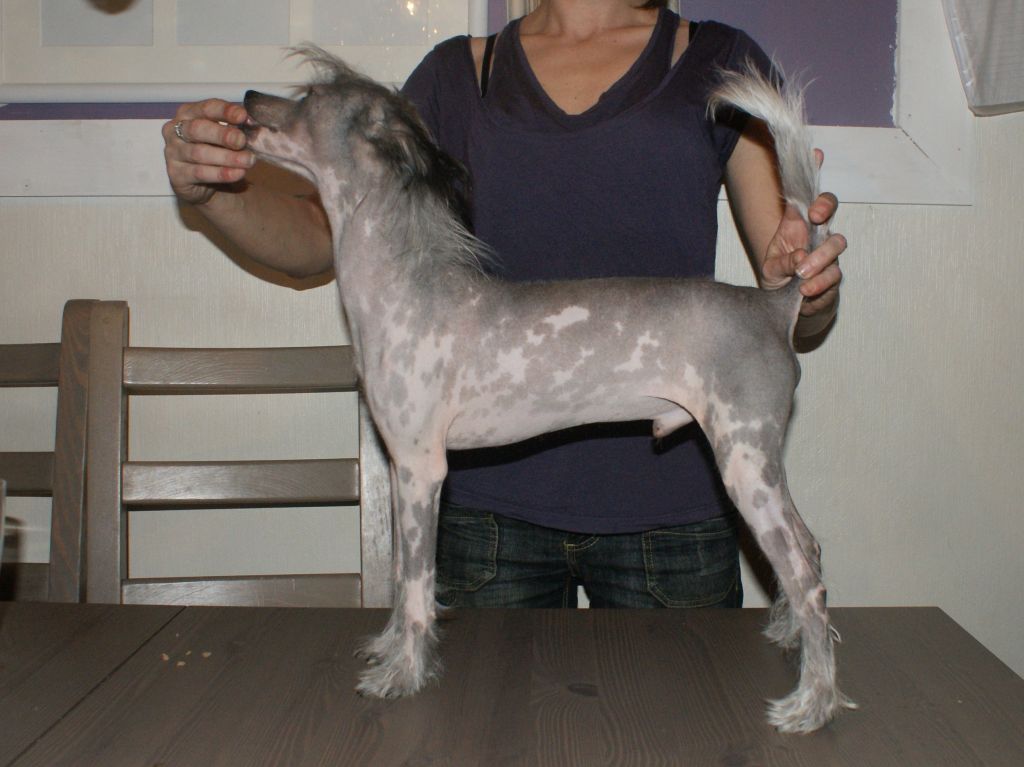 Jet Li Av New Caprica