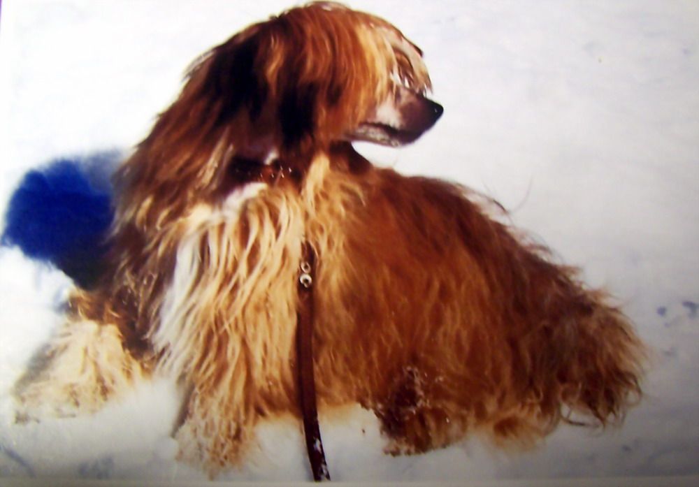 Czao-Van La Votre Belle